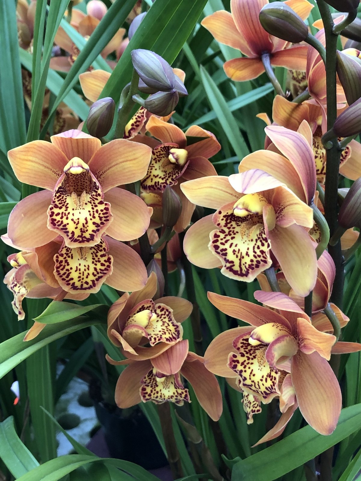 Cymbidium Majolika