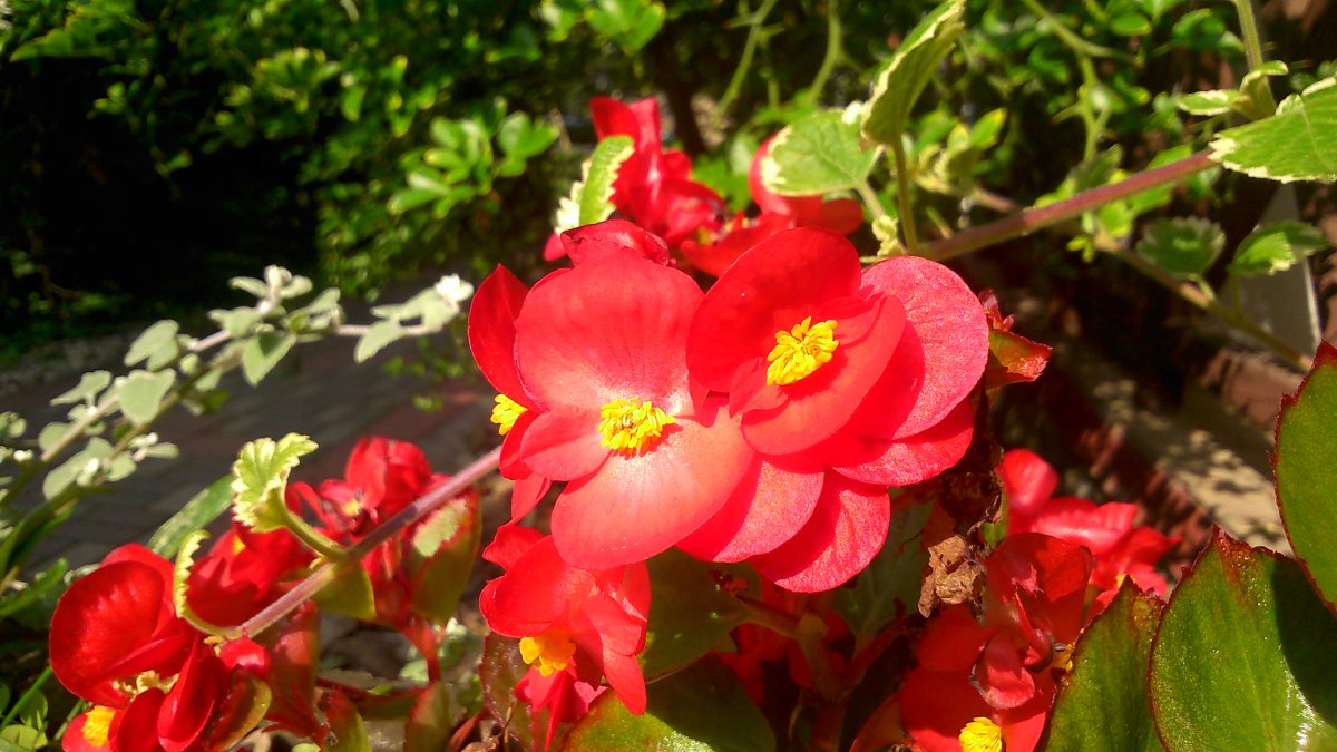 Begonia 6328 красный