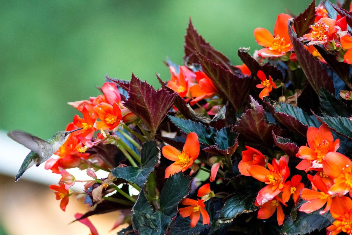 Бегония гибридная (Begonia interspecific) megawatt Red Bronze Leaf