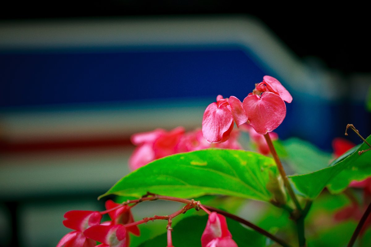 Spring Red Begonia Blossom