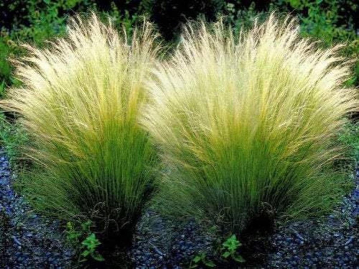 Ковыль тончайший (Stipa tenuissima) "Angel hair"