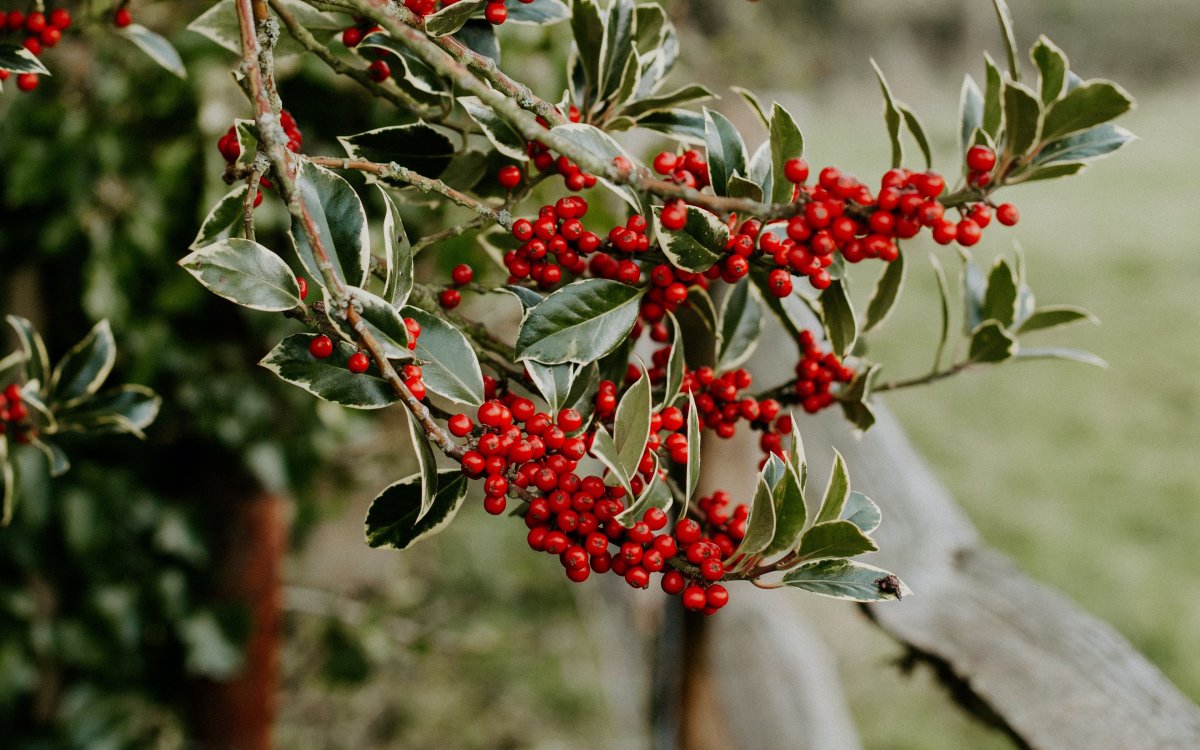 Yaupon Holly