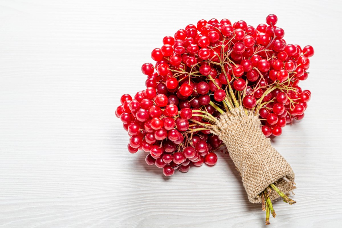 Калина (Viburnum)