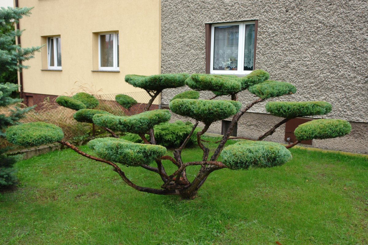 Можжевельник казацкий ниваки