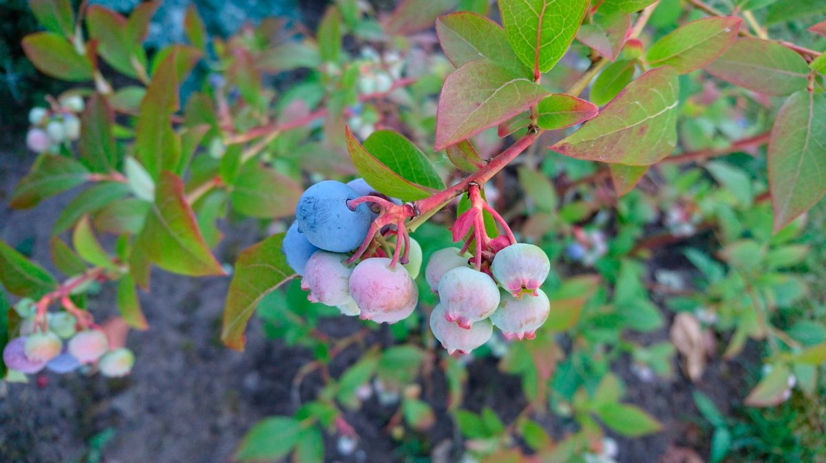 Huckleberry — черника
