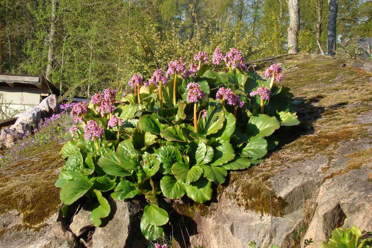 Бадан толстолистный (в. crassifolia)