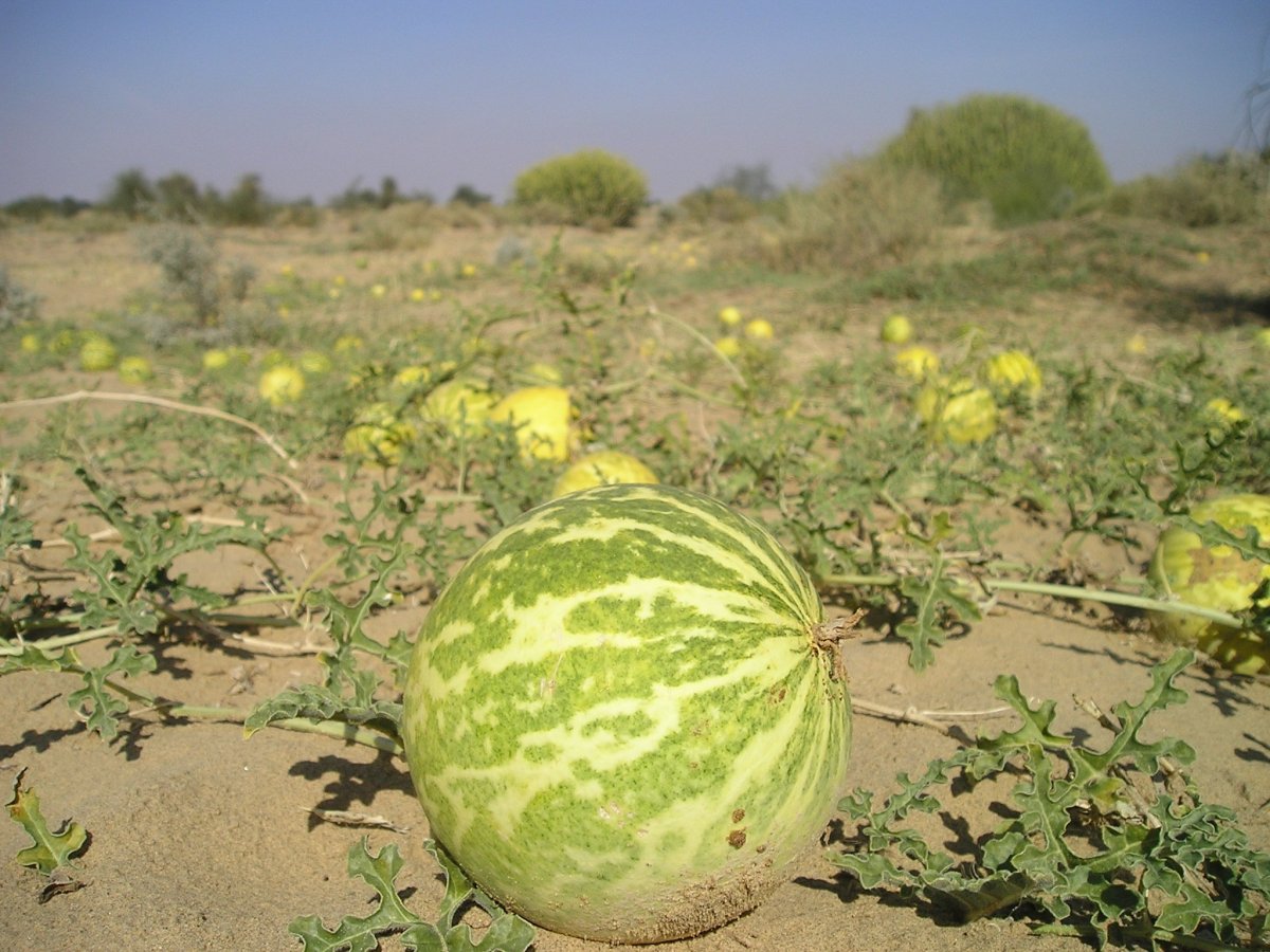 Citrullus Colocynthis