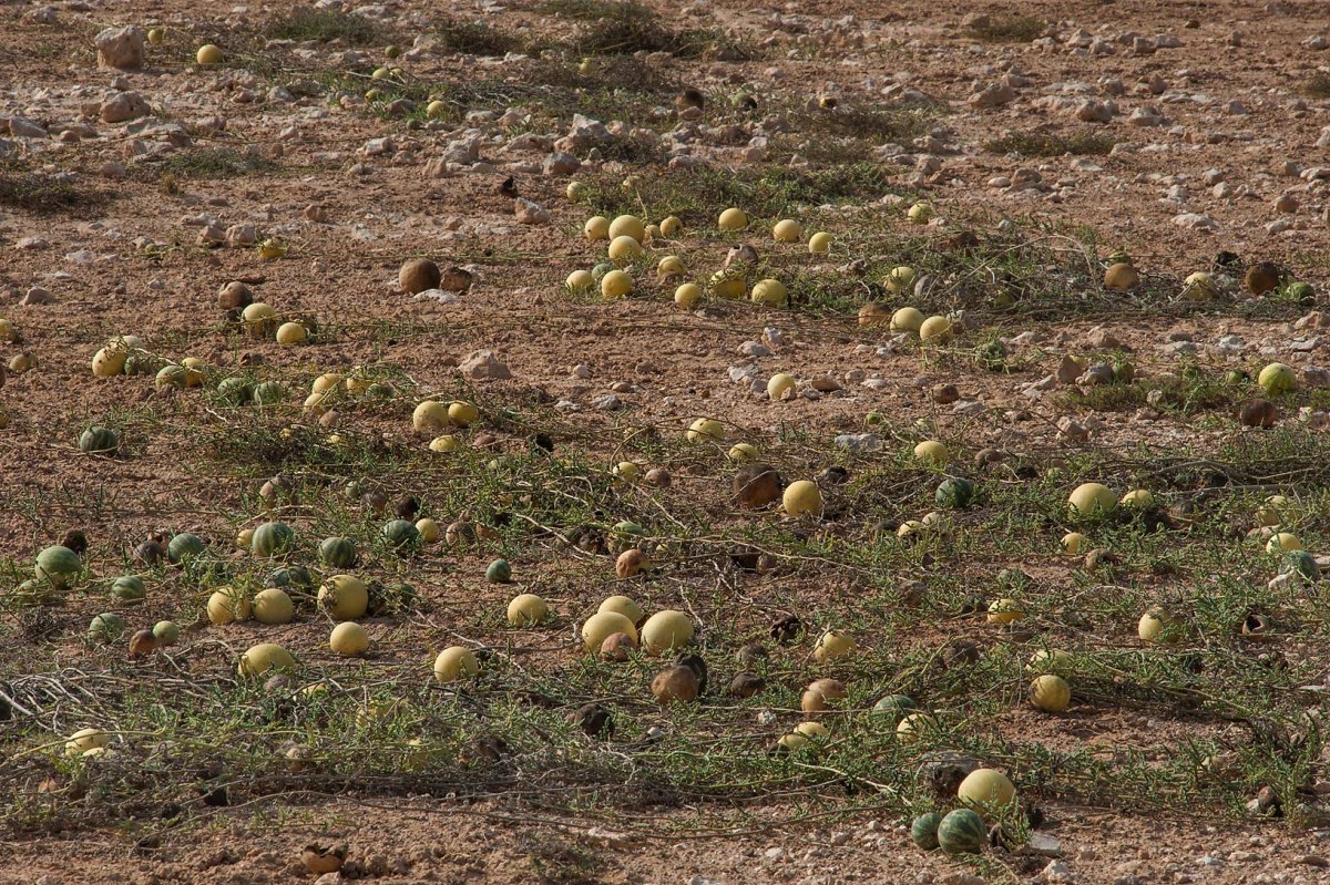 Citrullus Colocynthis