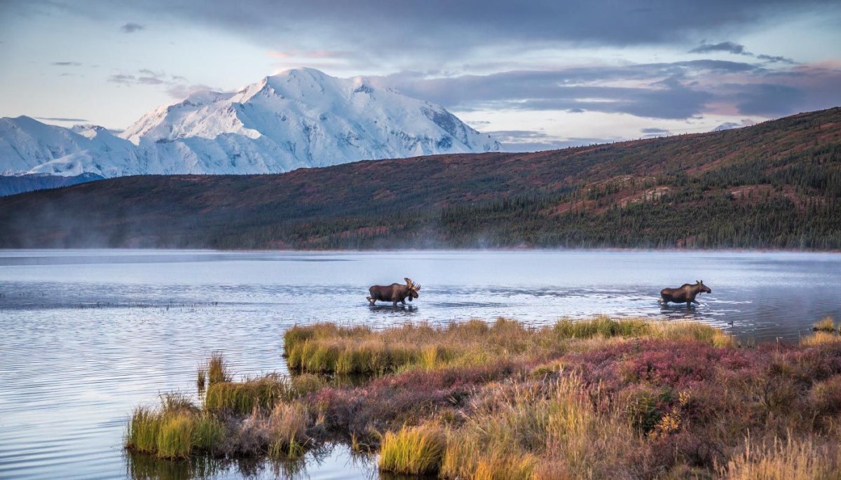 Denali National Park, Alaska Postcard