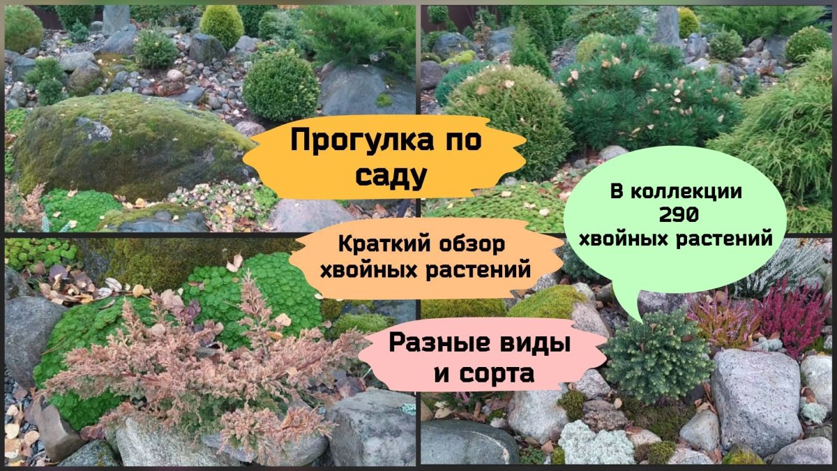 Гармония Каменистого садика
