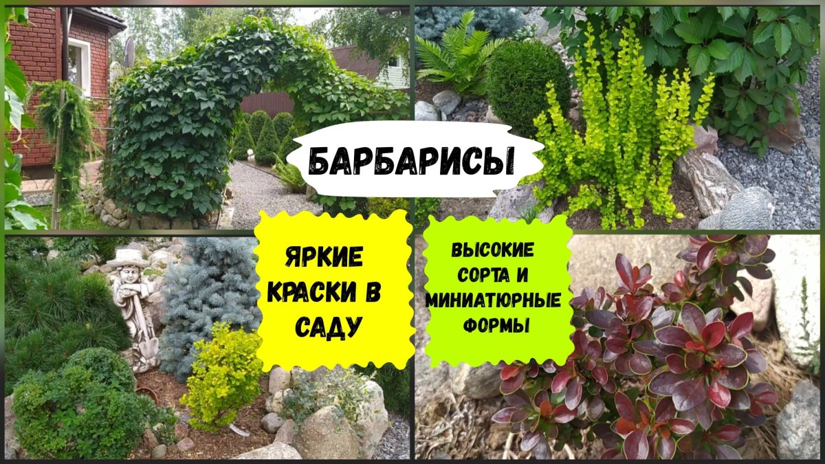 Клуба из барбариса