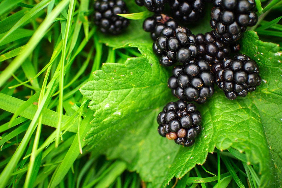 BLACKBERRY Bramble