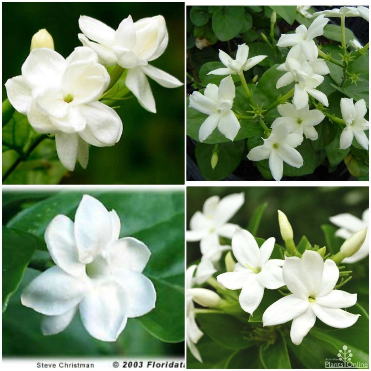 Jasminum самбак Maid of Orleans