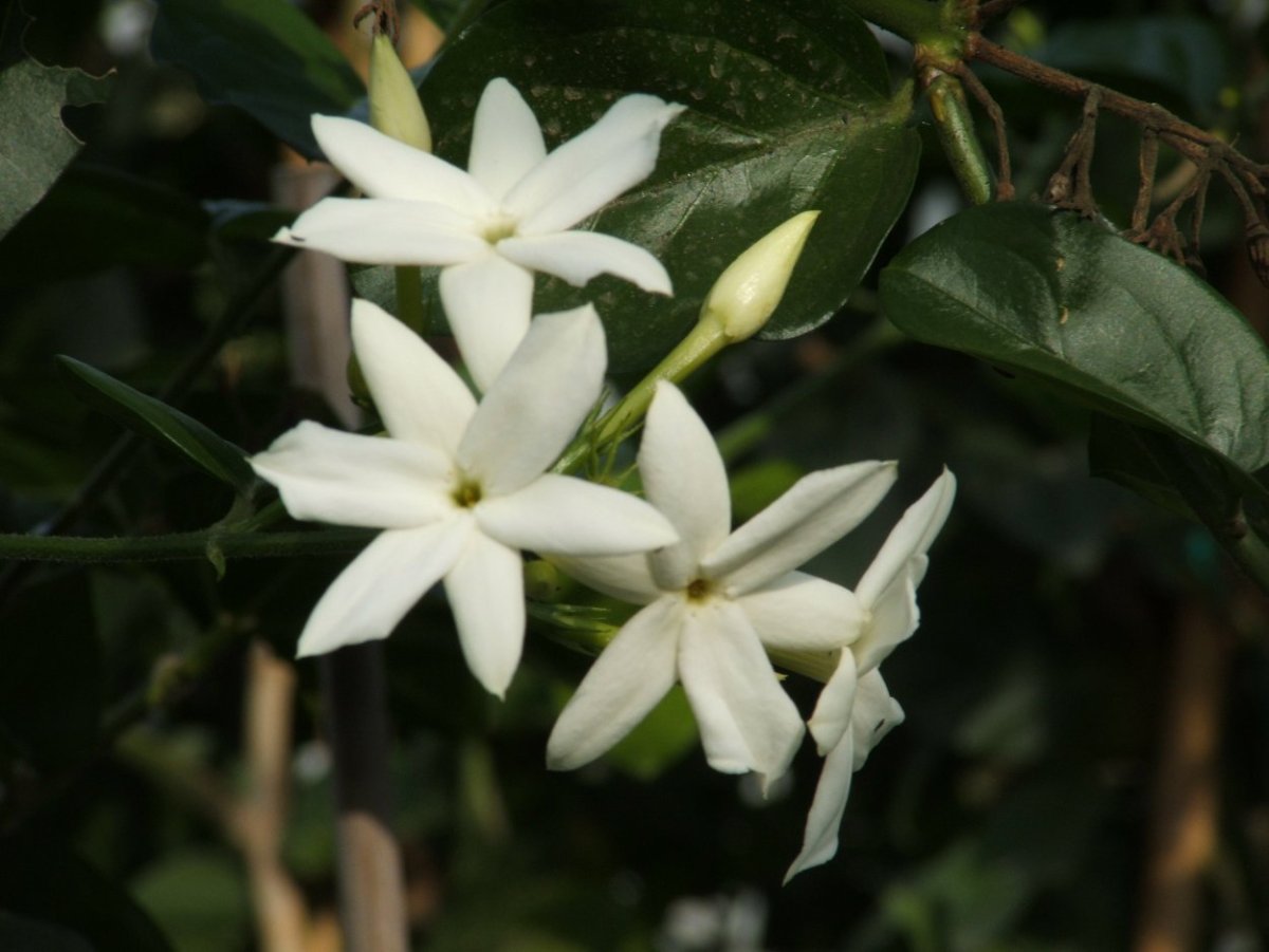 Gelsomino Azorico фото