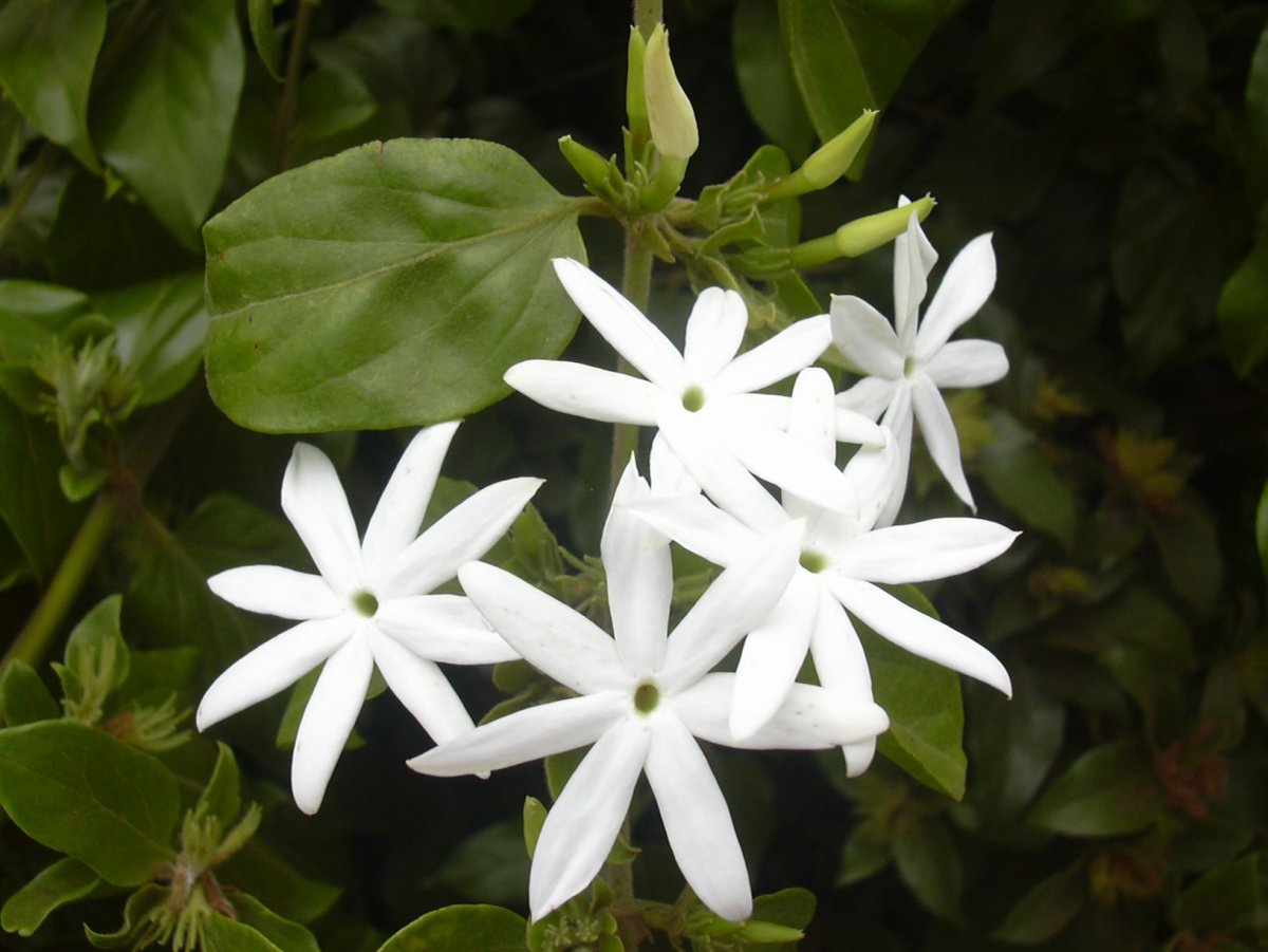 Jasminum Sambac