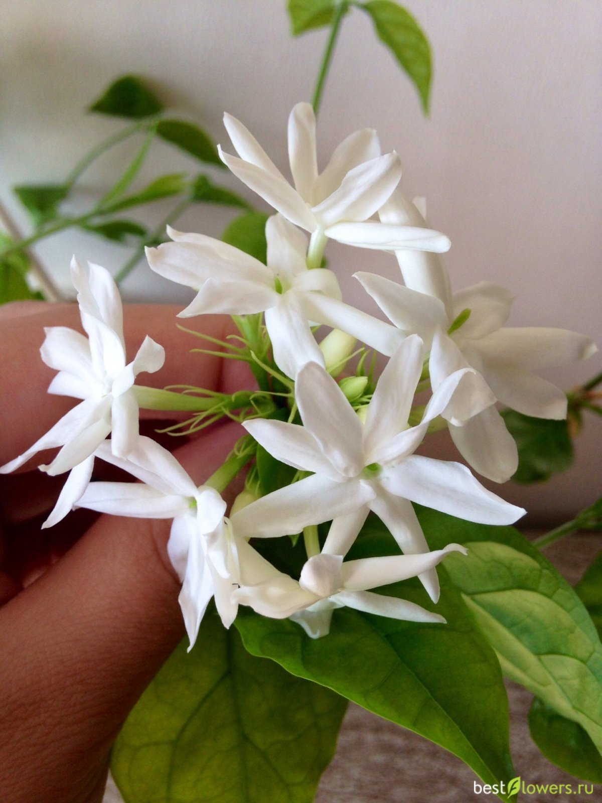 Жасмин самбак Jasminum Sambac