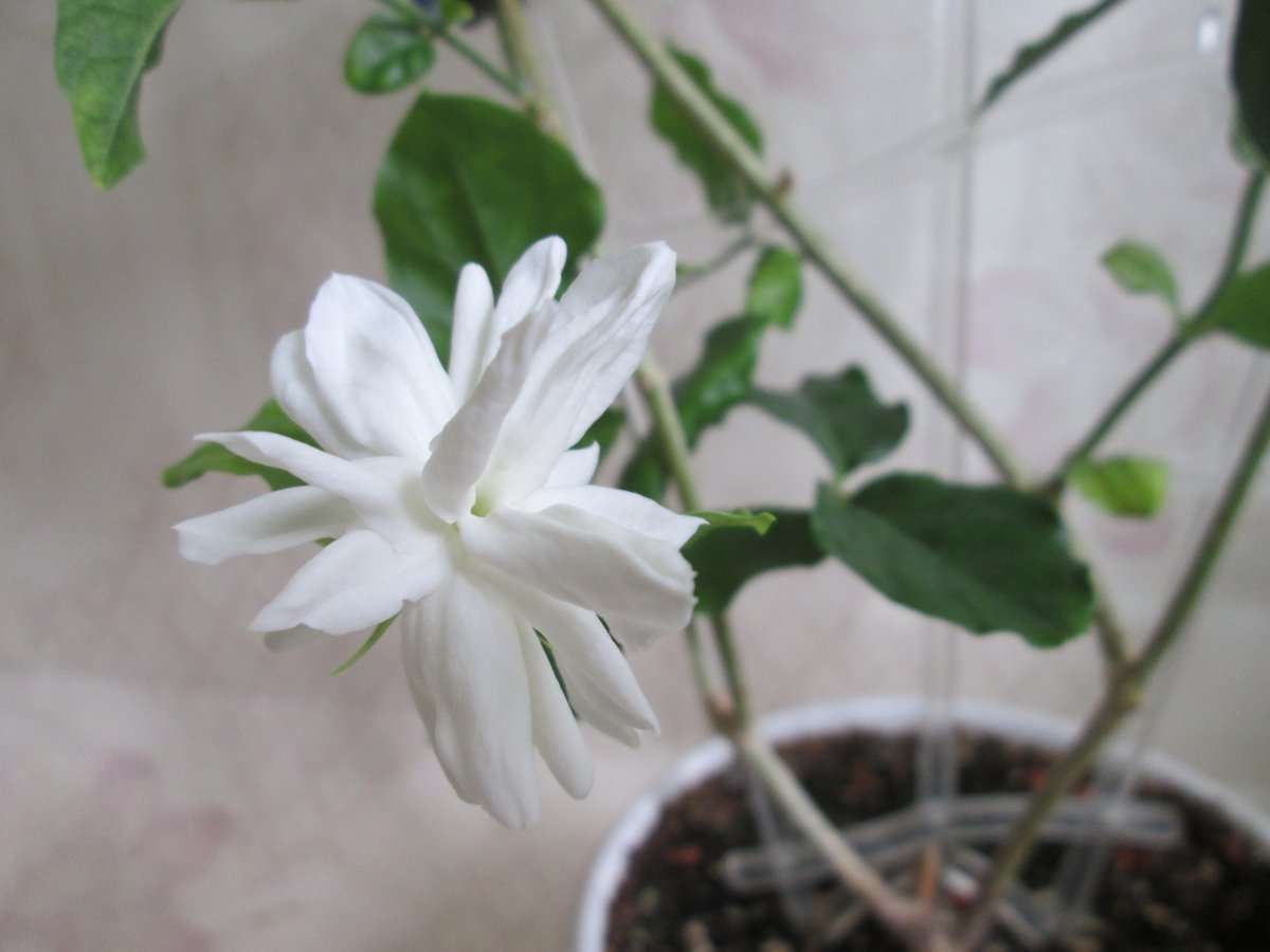 Жасмин самбак Mysore mulli