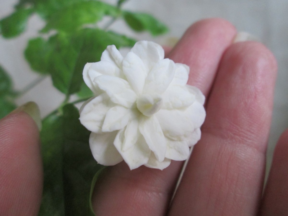 Jasminum Sambac Mysore mulli