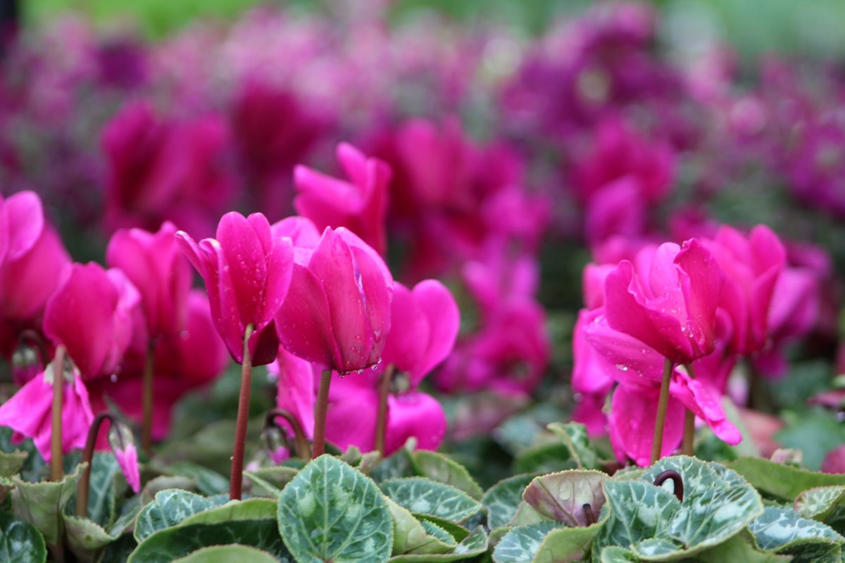 Cyclamen Colchicum