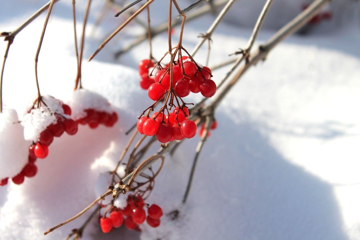 Калина (Viburnum) зимой
