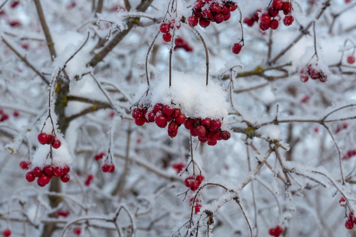 Калина (Viburnum) зимой