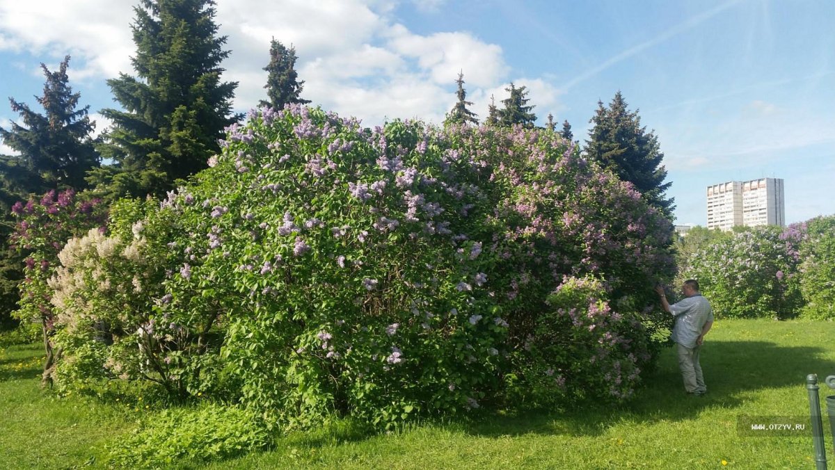 Сиреневый сад на Преображенке
