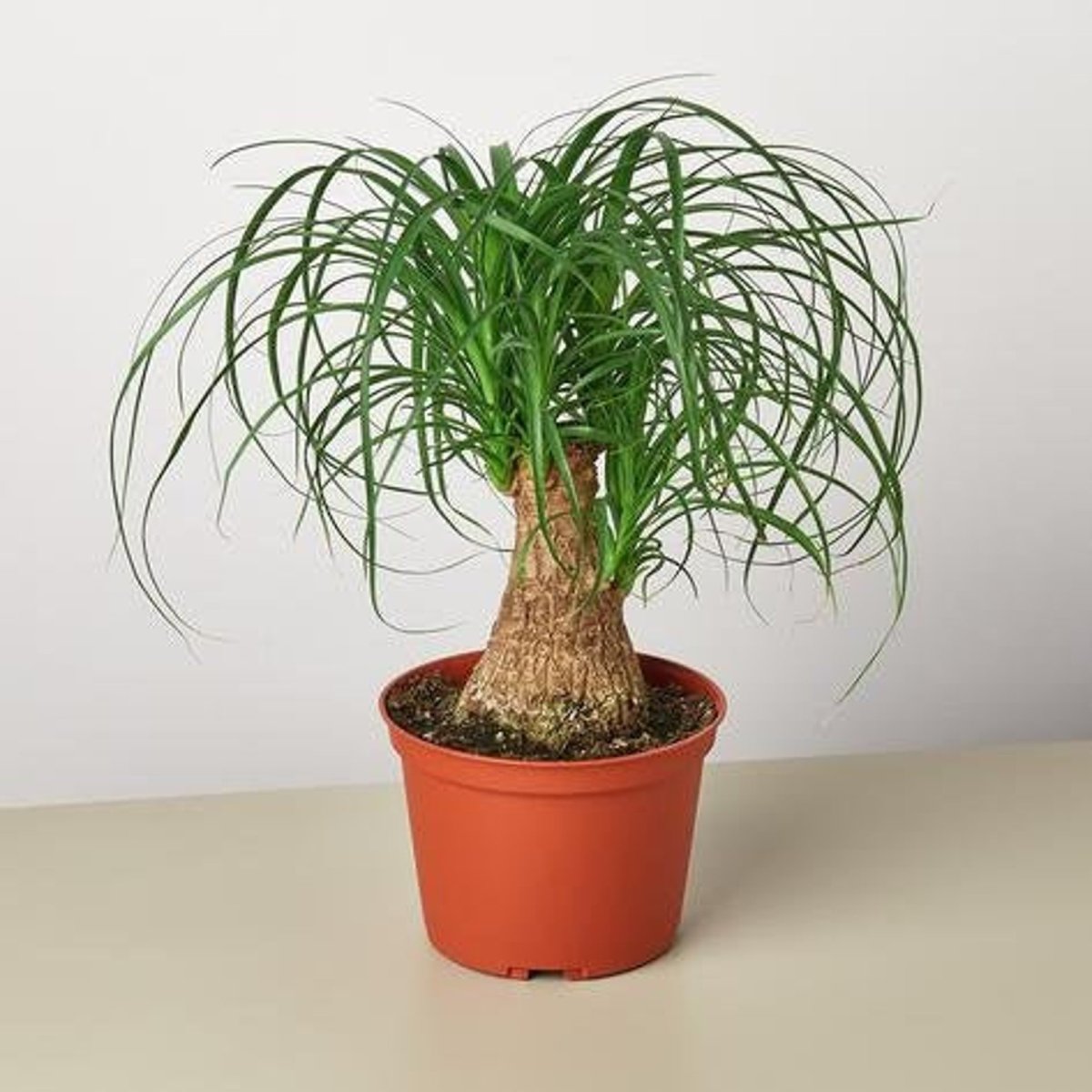 Нолина Beaucarnea recurvata 3в1