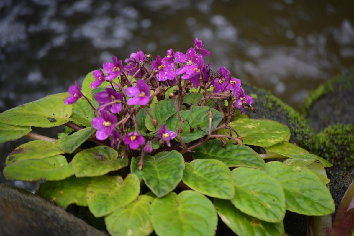Saintpaulia pusilla