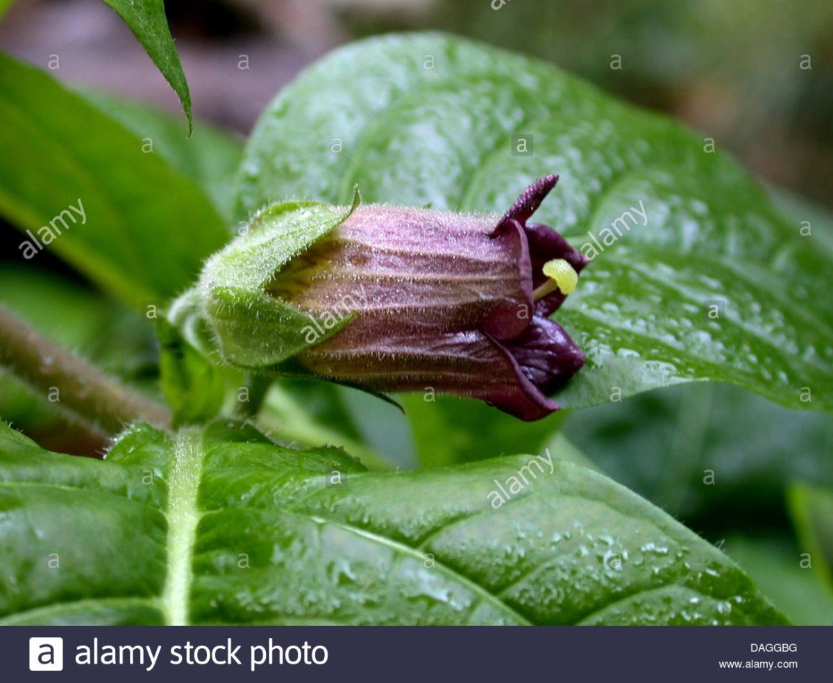 Deadly Nightshade растение