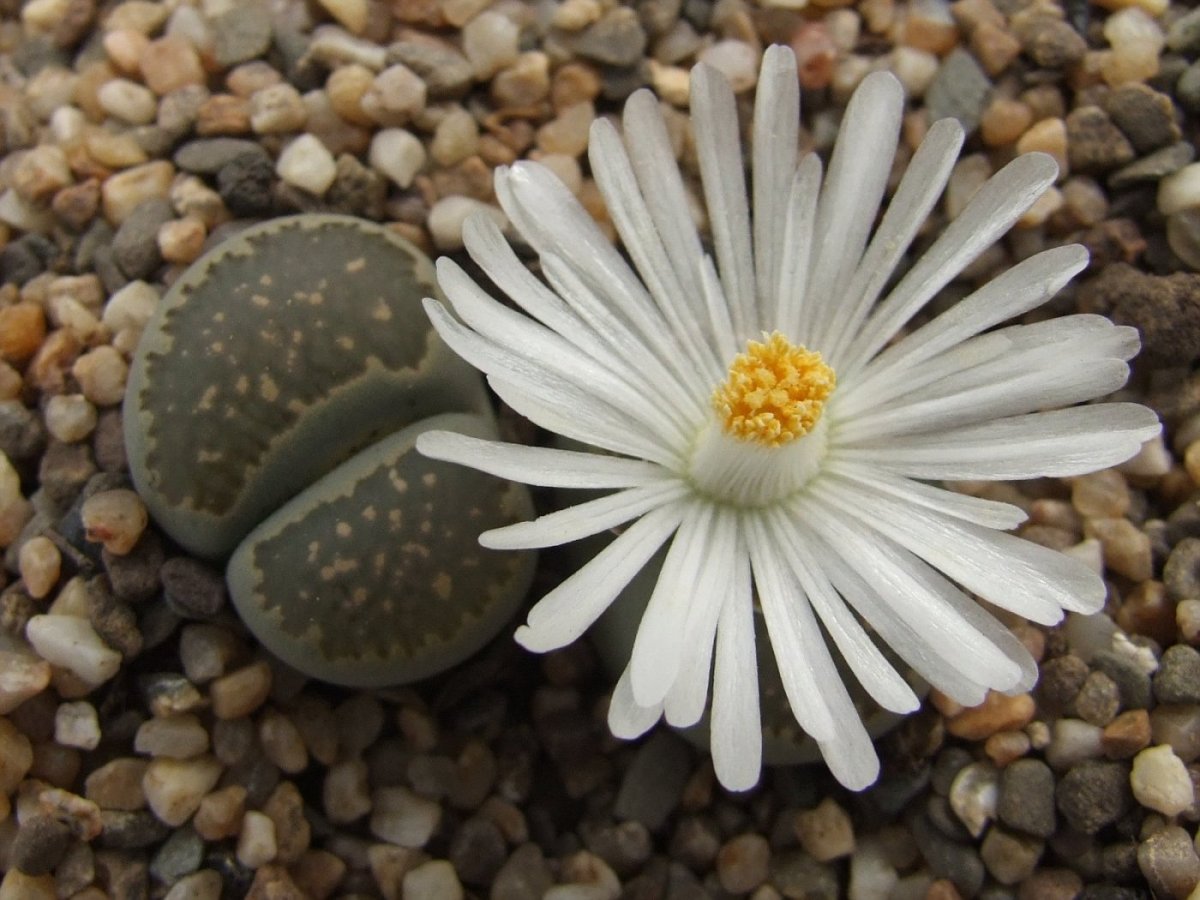 Lithops salicola PV 632