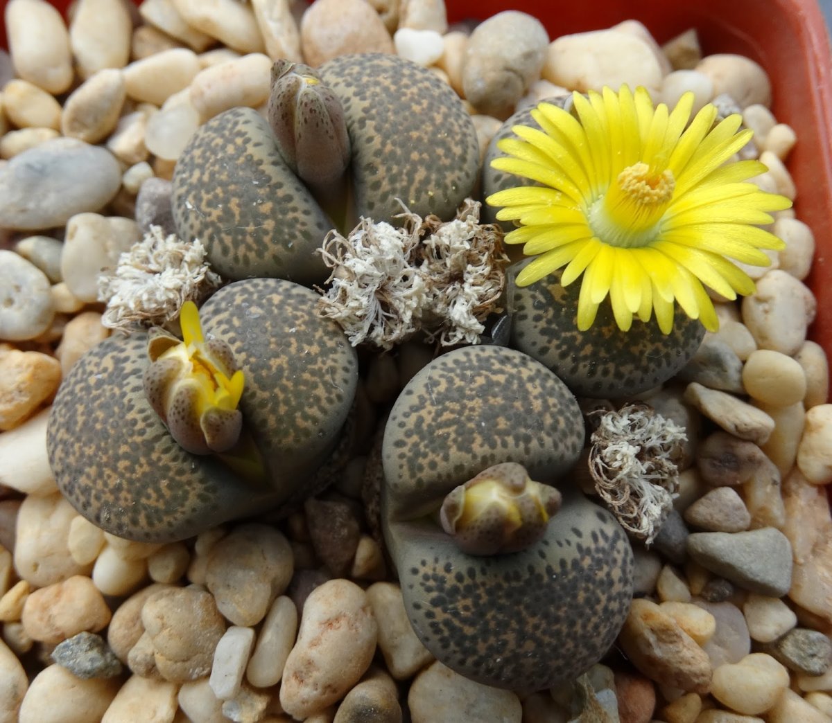 Lithops terricolor