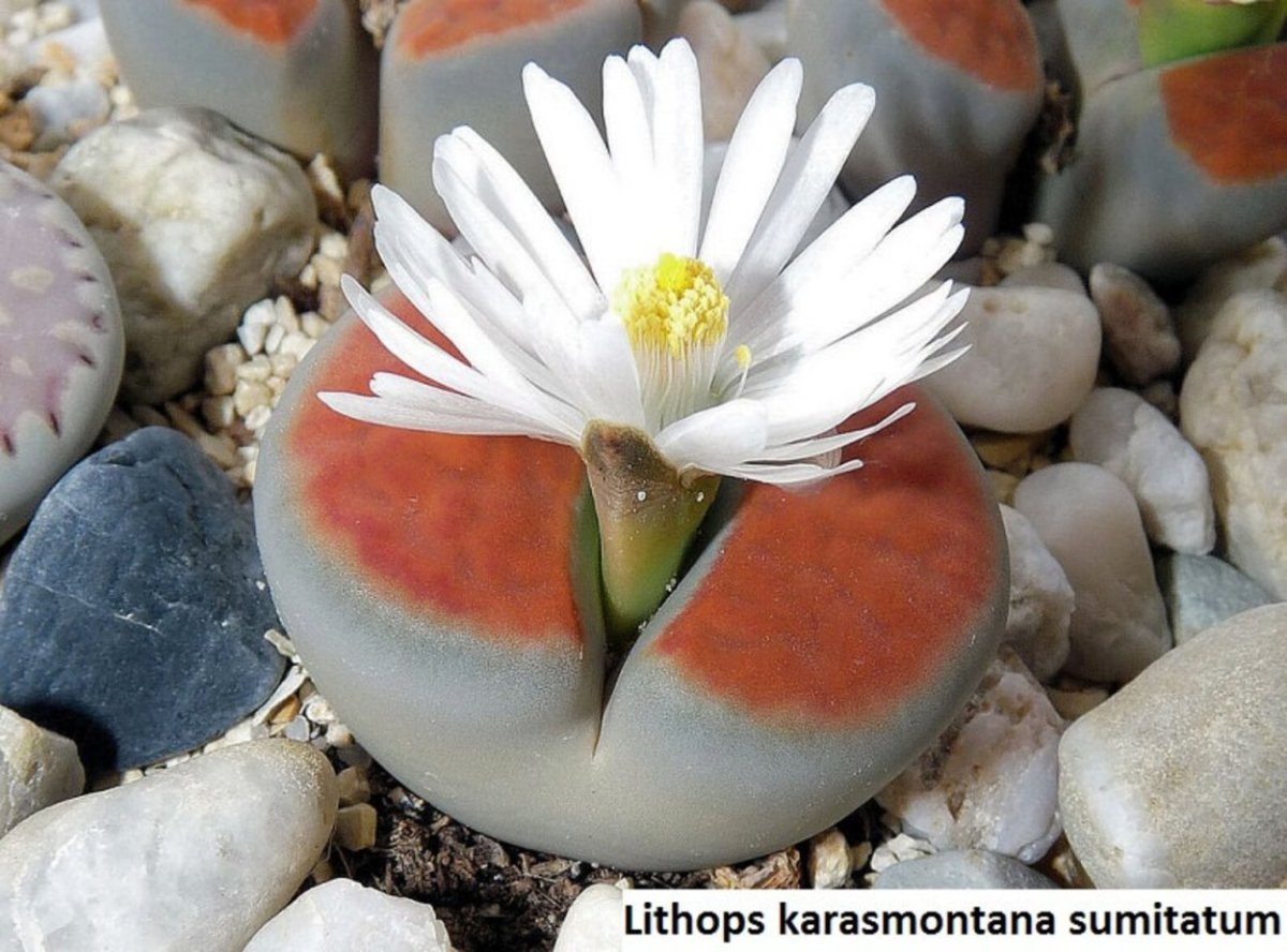 Lithops karasmontana SSP. Bella c143a