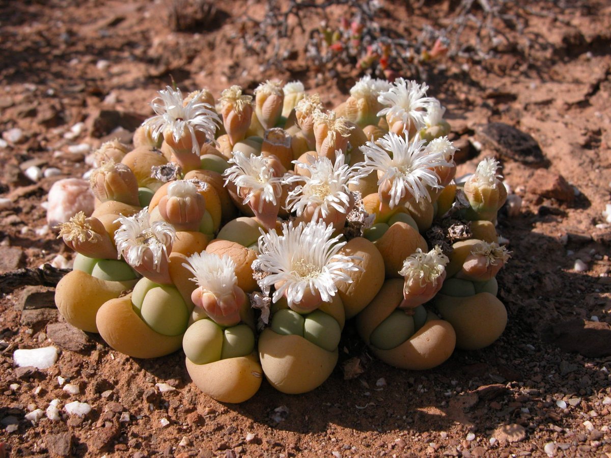 Gibbaeum heathii