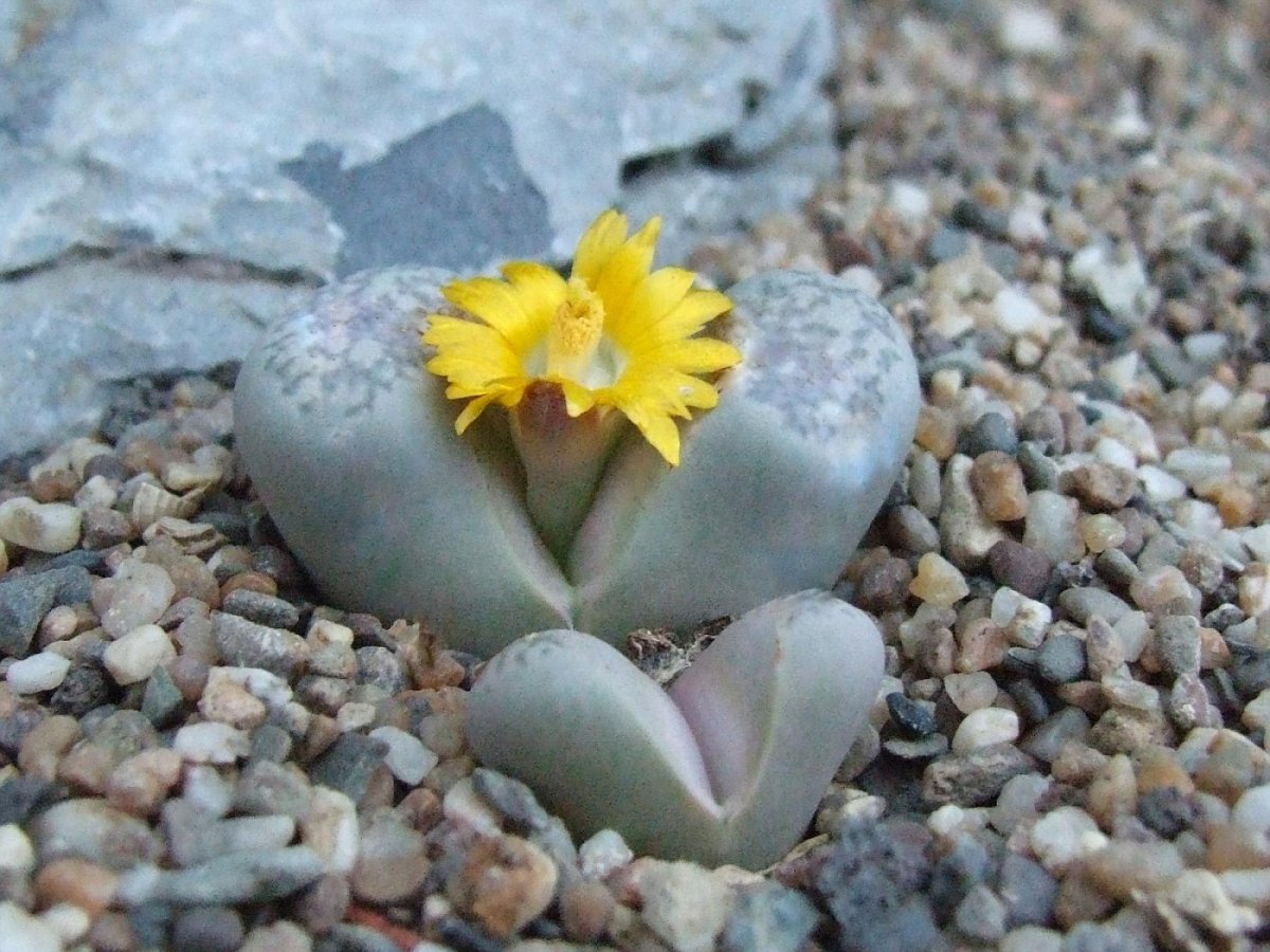 Литопс (Lithops Намиб