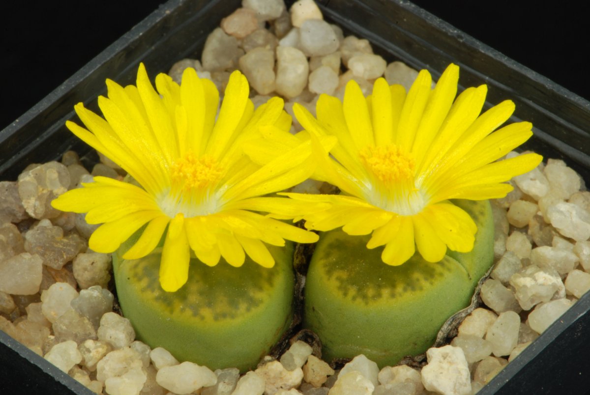 Lithops bromfieldii insularis