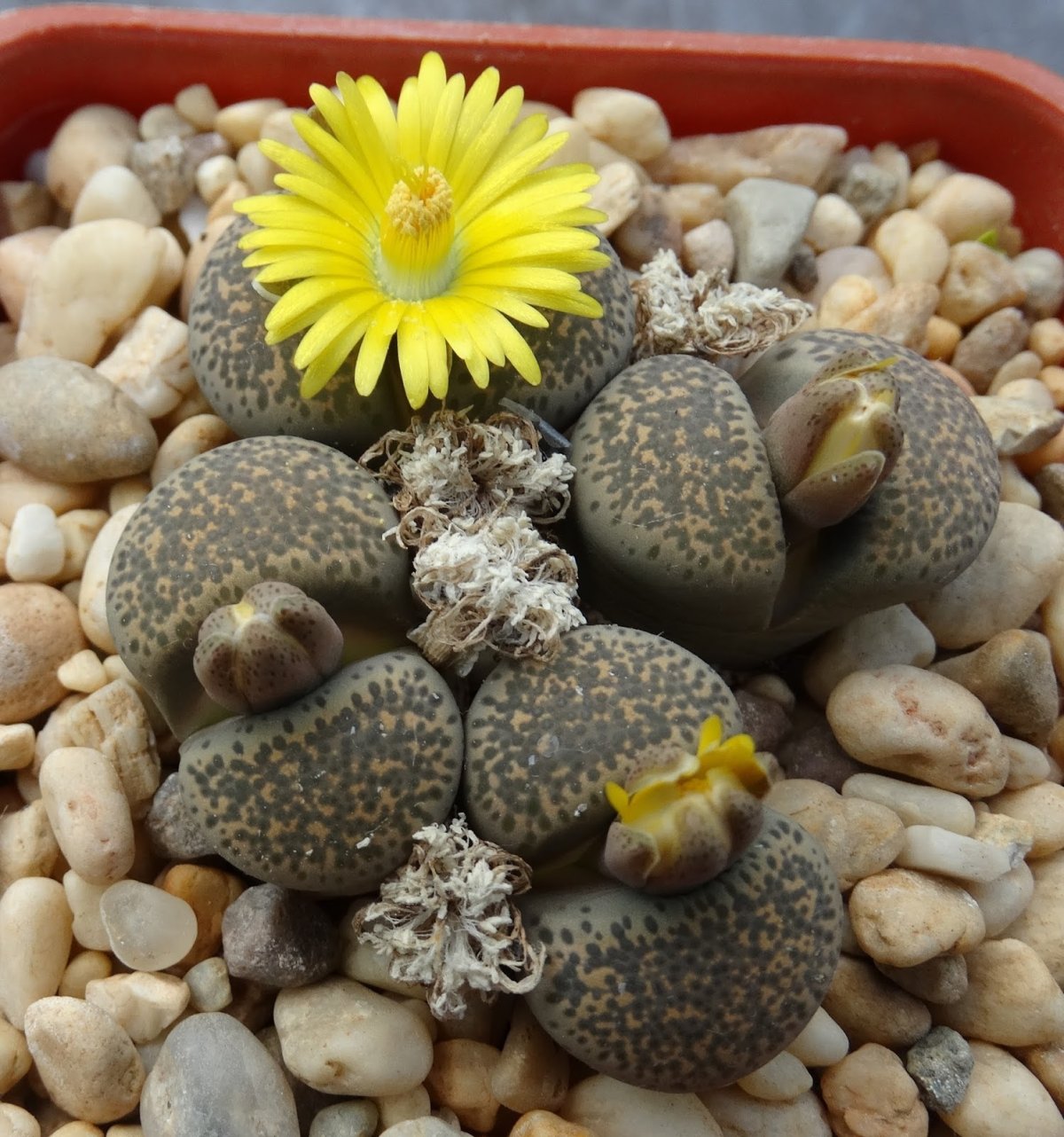 Литопс Триколор Lithops terricolor