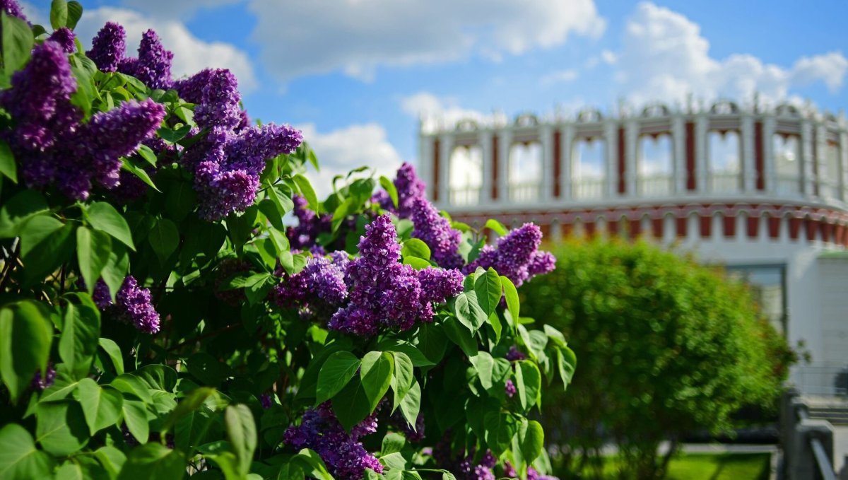 Екатерининский парк сирень
