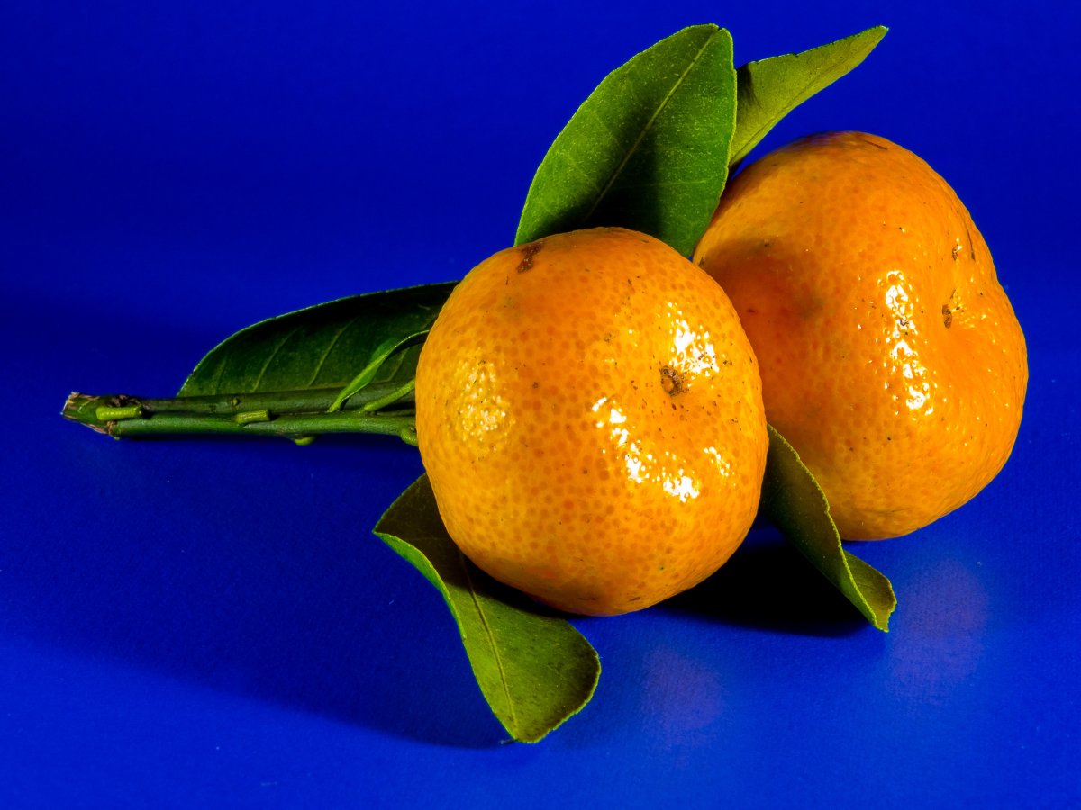 Цитрус мандарин Mandarine