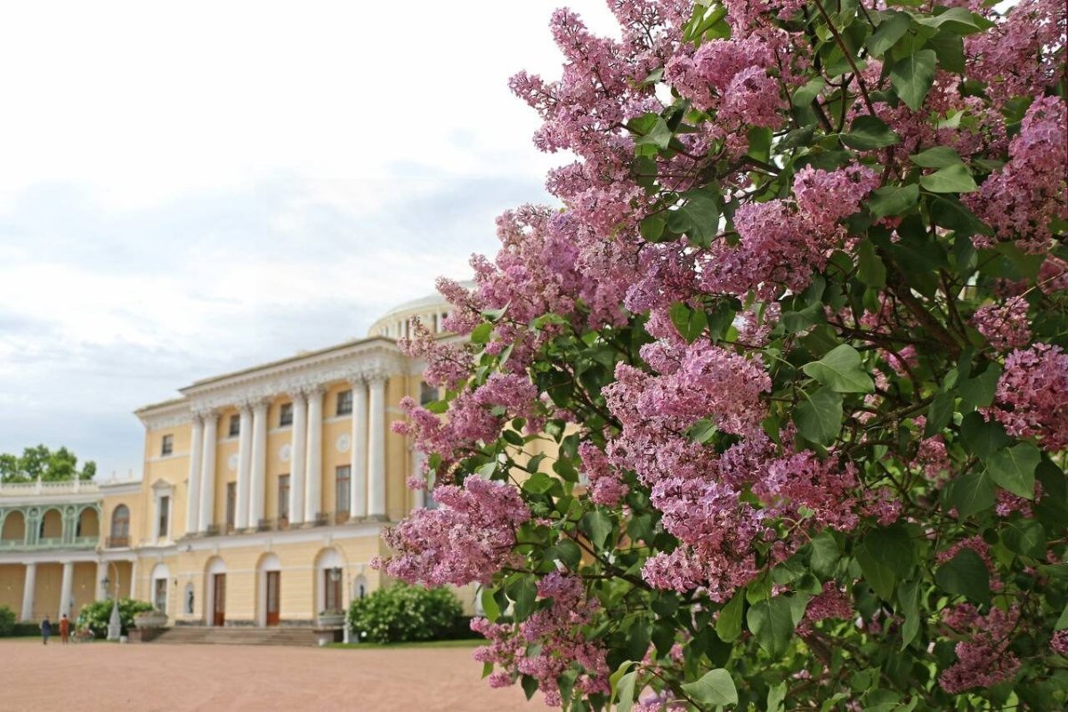 Павловский парк сирень