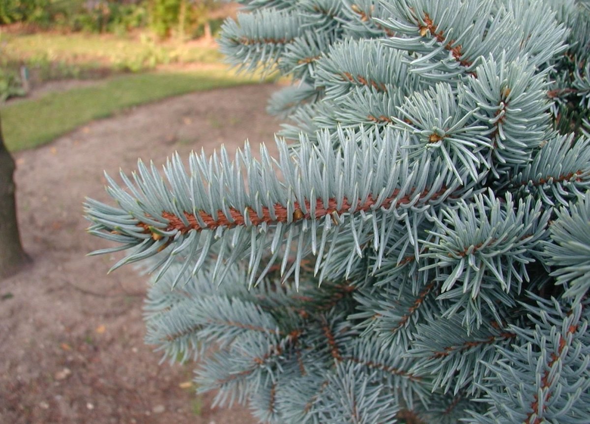Ель голубая колючая Picea pungens