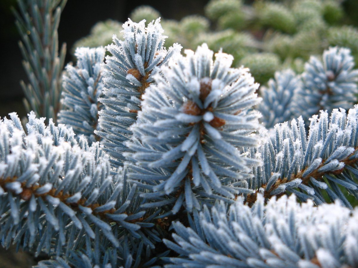 Ель колючая Хупси (Picea pungens Hoopsii)