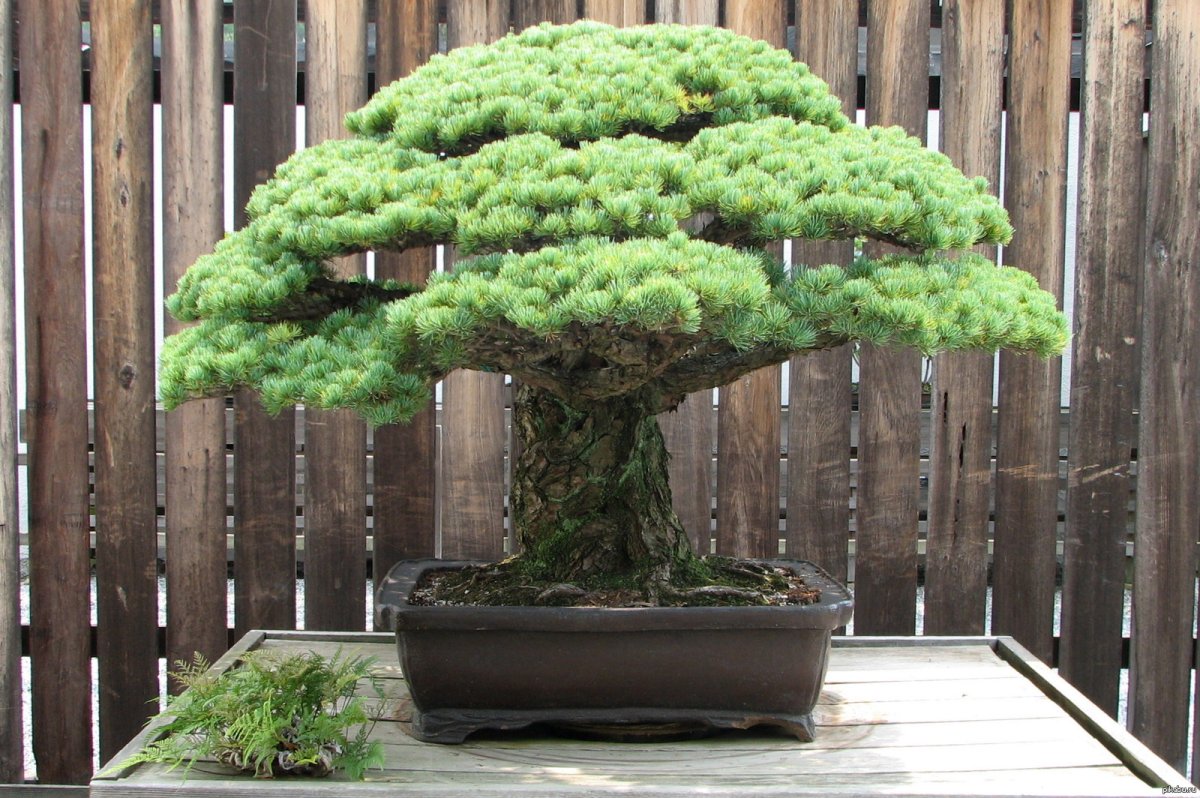 Дерево Pine Bonsai