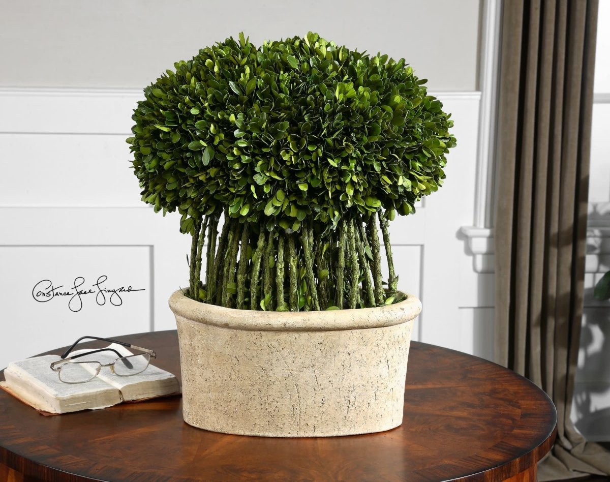 American Boxwood растение