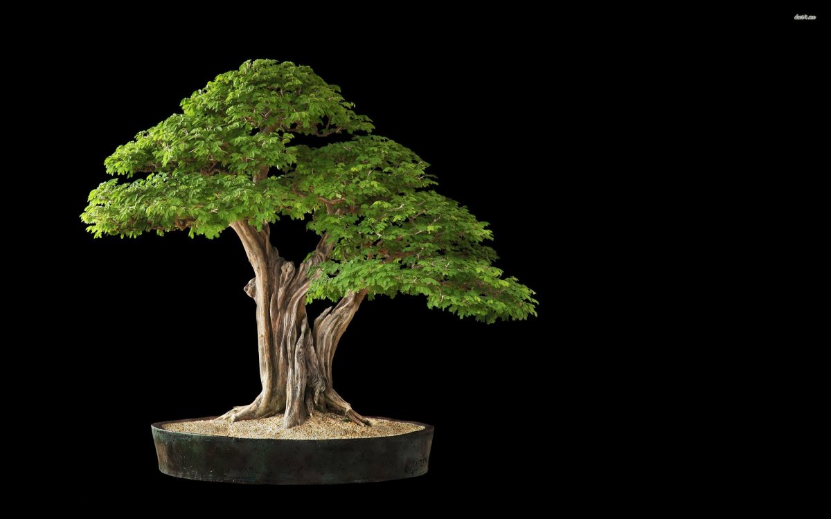 Bonsai Trees-1.1.4-b170