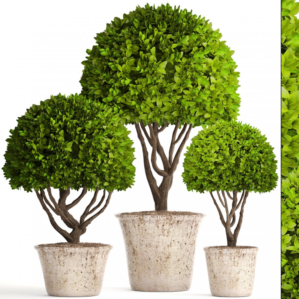 Boxwood 3d model