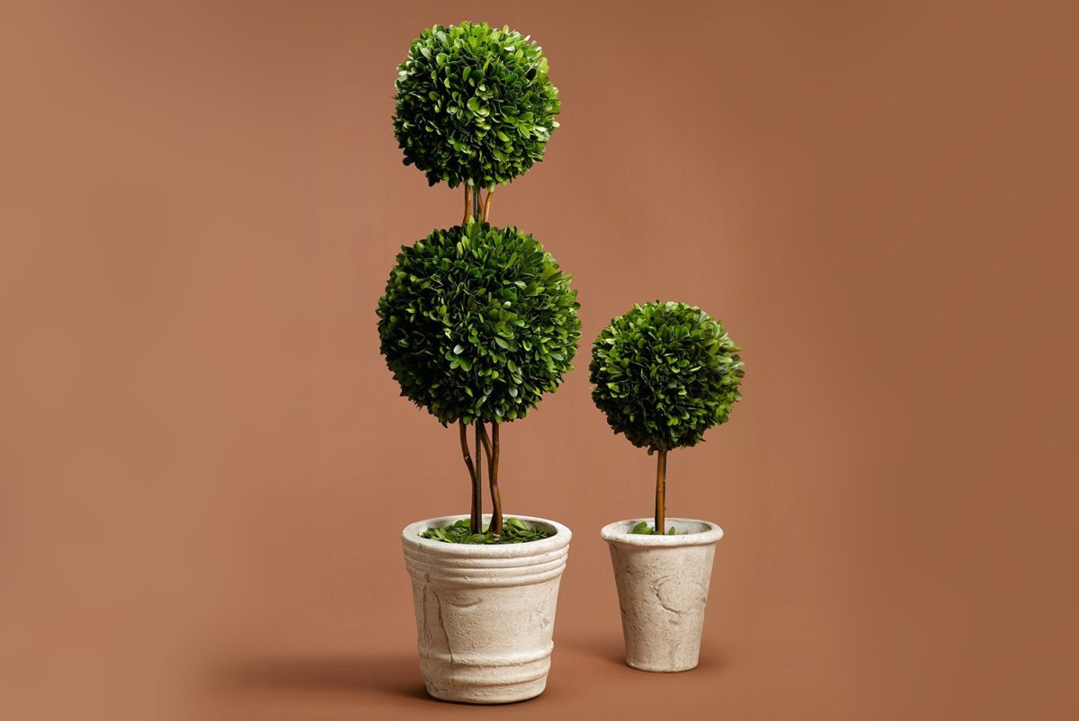 Boxwood Topiary
