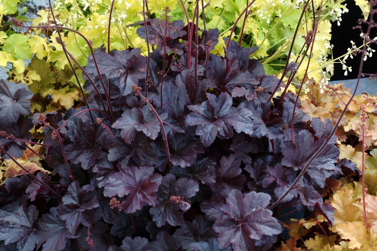 Гейхера Heuchera Obsidian