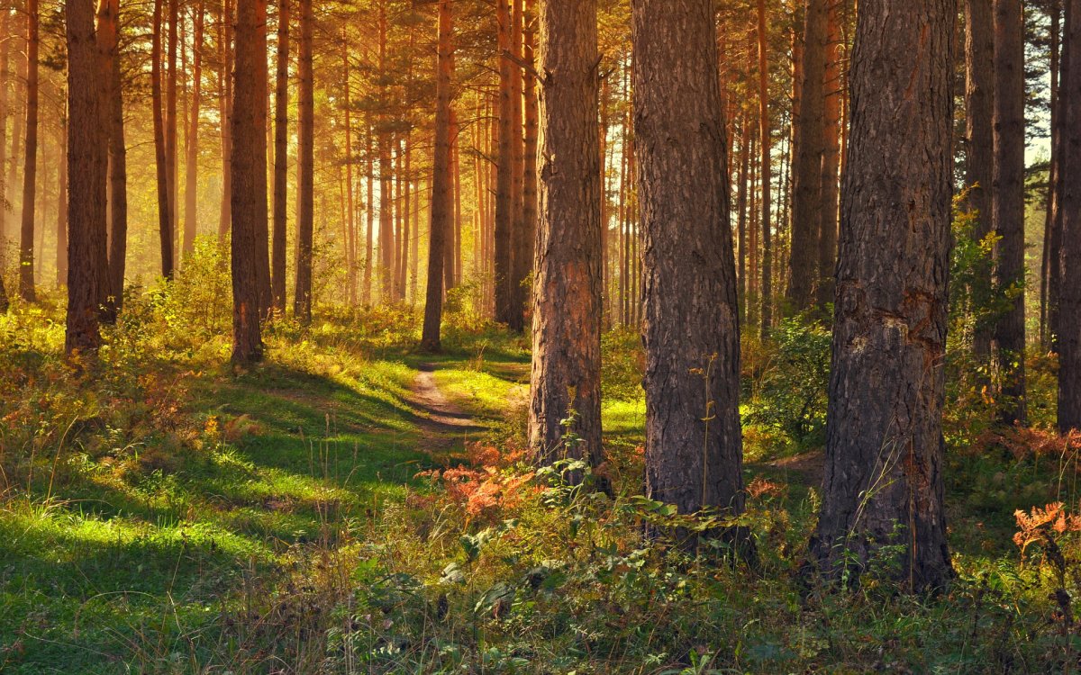 Алеусский лес