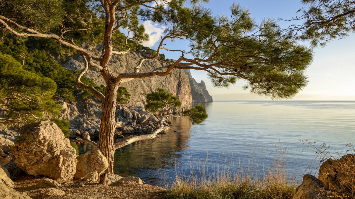Крым кипарисы сосны берег моря