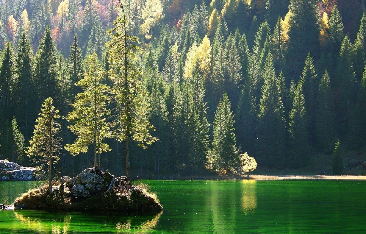 Река в лесу